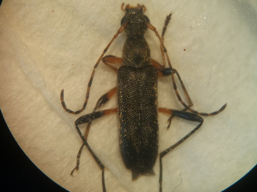 Grammoptera ruficornis - gyűrűscsápú galagonyacincér Grammoptera ruficornis - gyűrűscsápú galagonyacincér