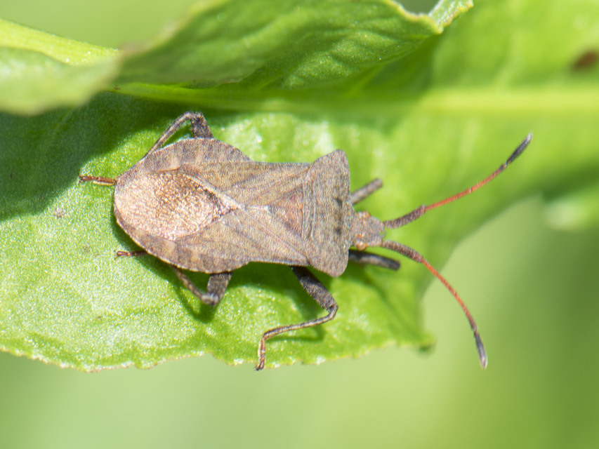 Coreus marginatus - közönséges karimáspoloska