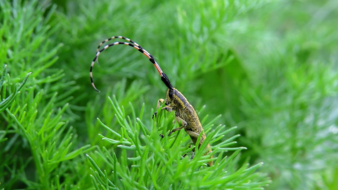 Agapanthia dahli - sárgagyűrűs bogáncscincér
