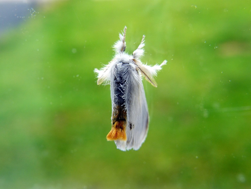 Sphrageidus similis - sárgafarú szövő