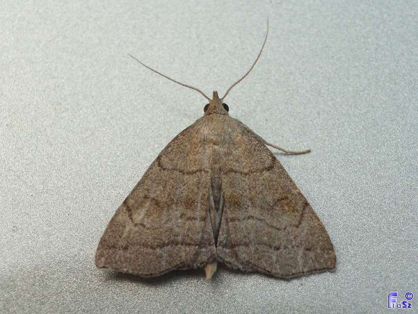 Herminia tarsicrinalis - szőröslábú karcsúbagoly