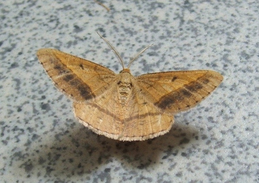 Tephrina arenacearia - lucerna-araszoló
