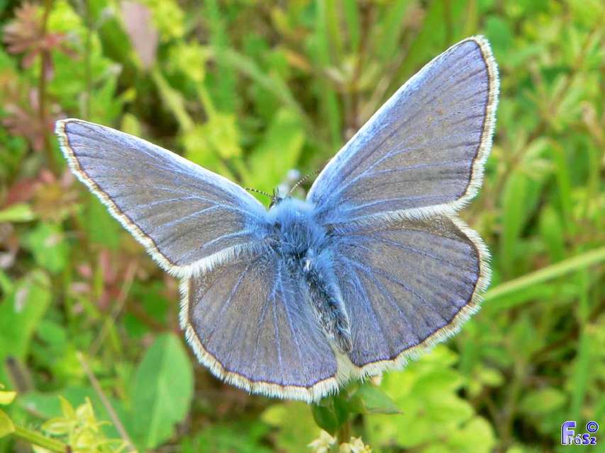 Polyommatus icarus - közönséges boglárka