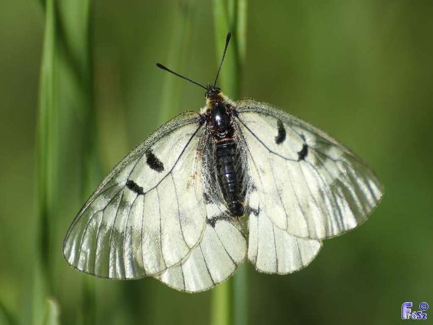 Parnassius mnemosyne - kis apollólepke