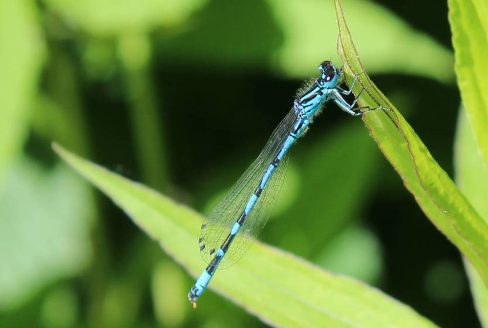 Coenagrion ornatum - díszes légivadász