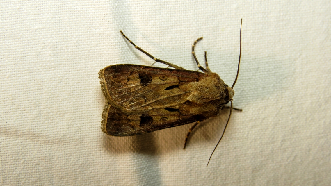 Agrotis exclamationis - felkiáltójeles földibagoly
