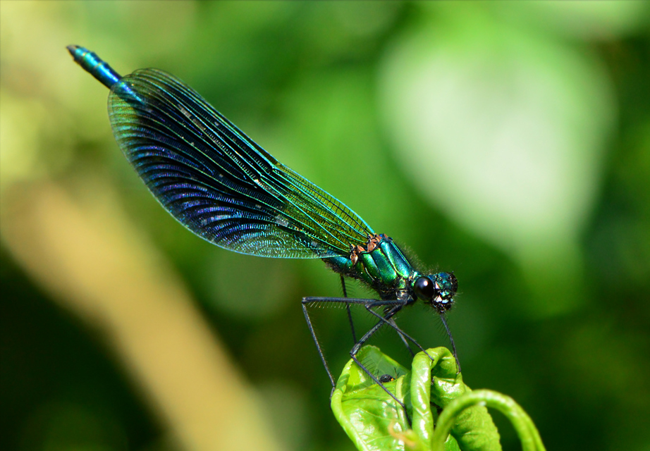 Calopteryx splendens - sávos szitakötő