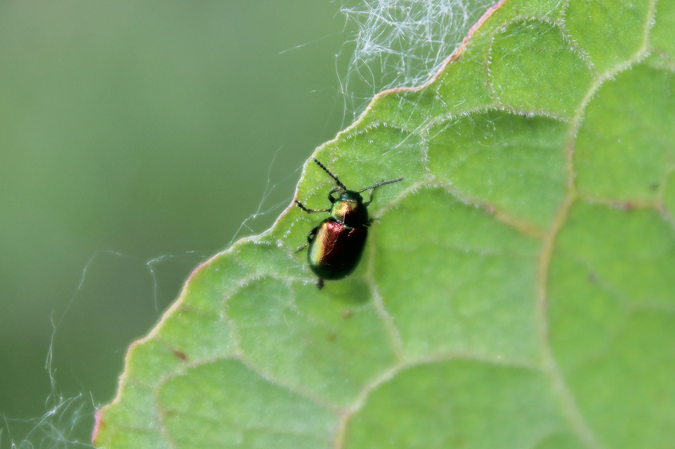 Gastrophysa viridula - sóska-levélbogár Gastrophysa viridula - sóska-levélbogár