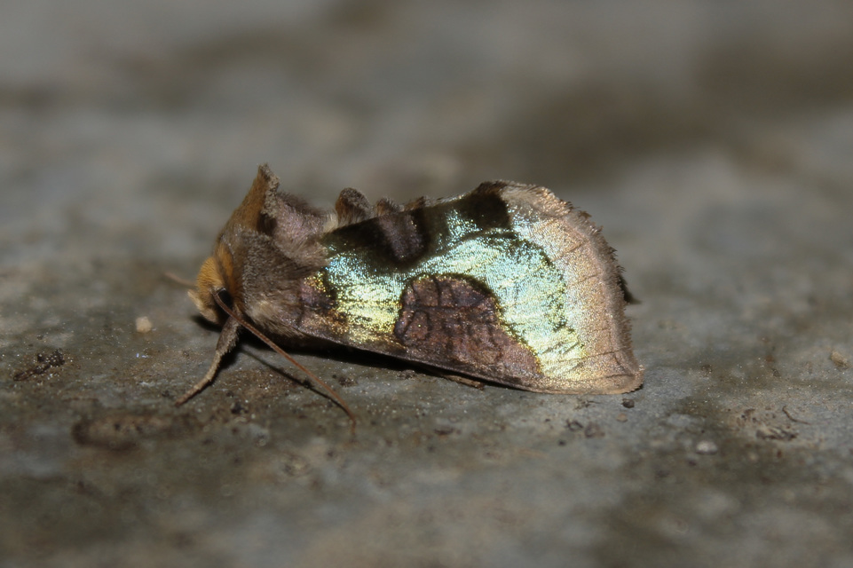 Diachrysia chrysitis/stenochrysis