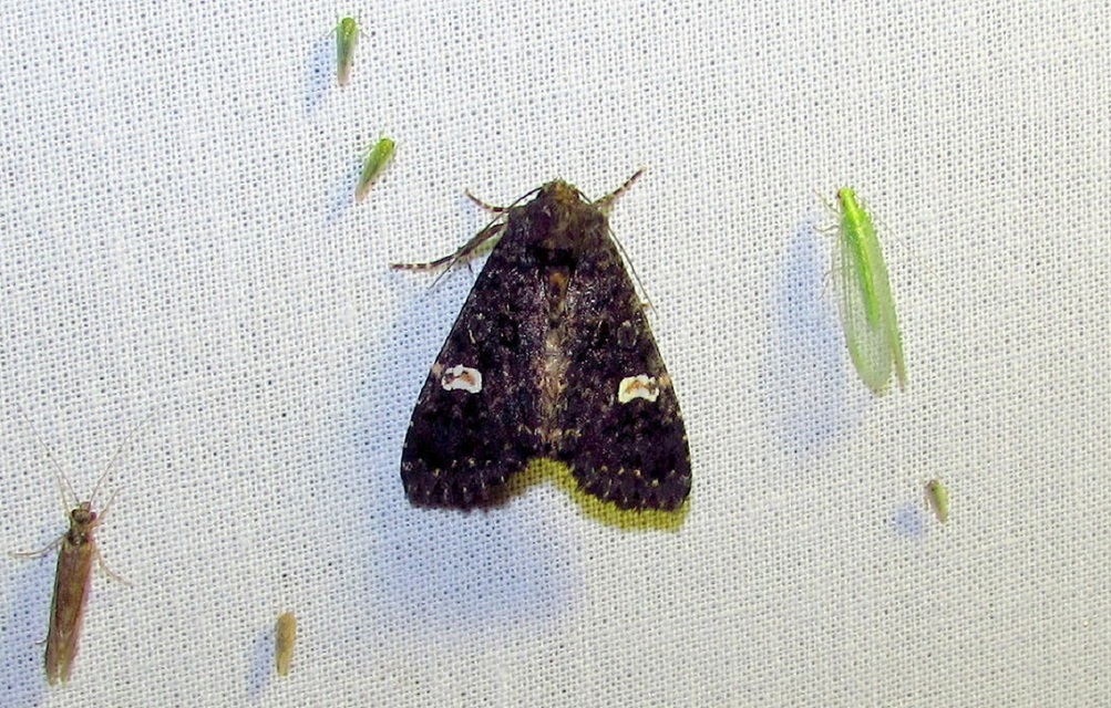 Melanchra persicariae - fehérfoltos kertibagoly
