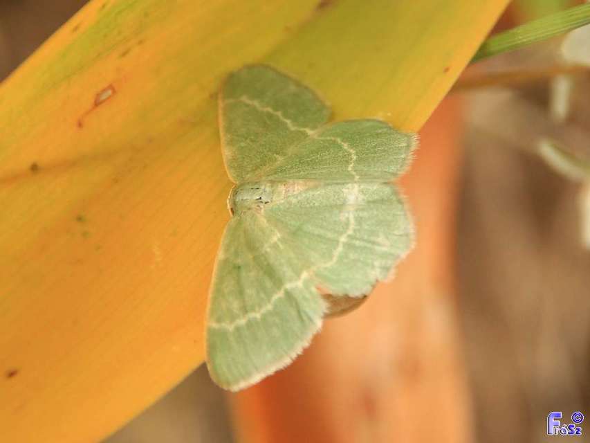 Chlorissa viridata - üdezöld araszoló