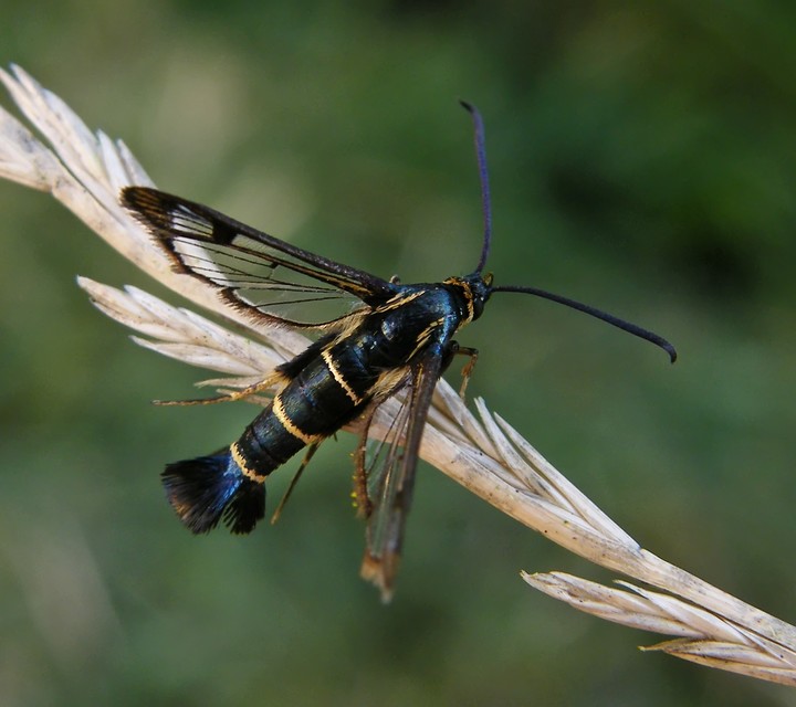 Synanthedon tipuliformis - ribizkeszitkár