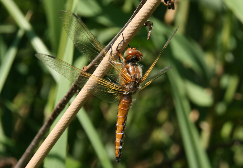 Libellula fulva - kisfoltos laposacsa