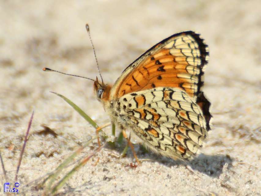 Melitaea phoebe - nagy tarkalepke