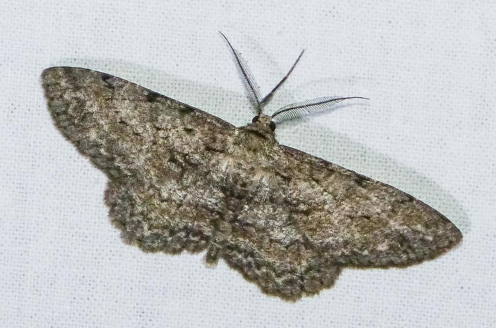 Hypomecis punctinalis - pettyes faaraszoló