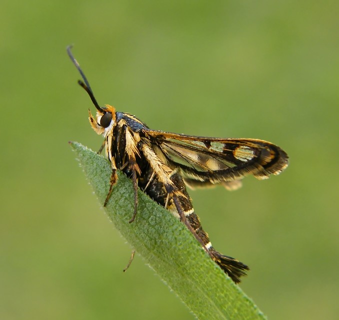Pyropteron triannuliforme - sóskaszitkár
