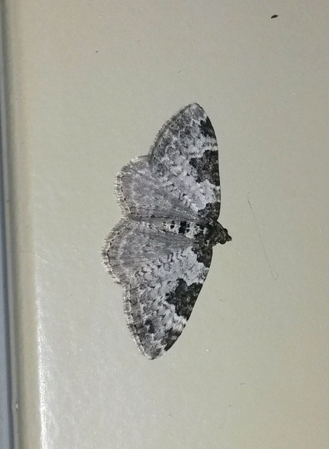 Xanthorhoe fluctuata - közönséges tarkaaraszoló