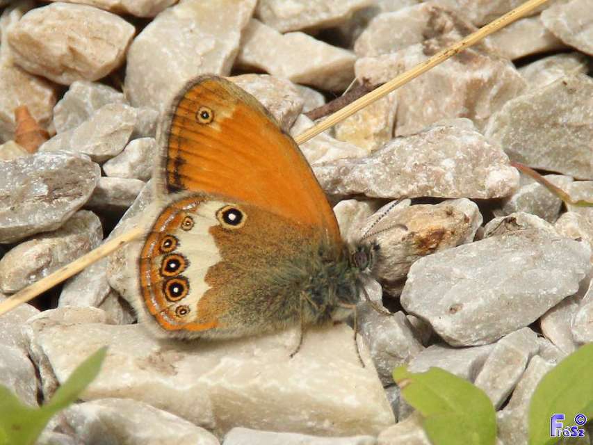 Coenonympha arcania - fehéröves szénalepke