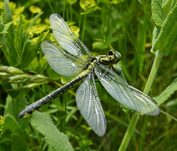 Gomphus vulgatissimus - feketelábú folyami-szitakötő