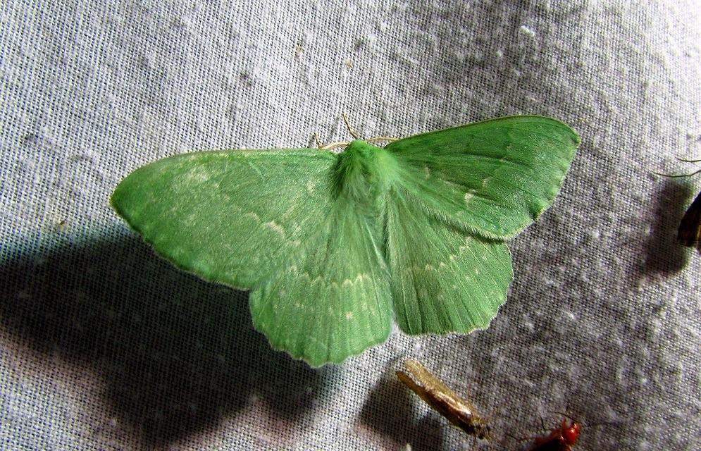 Geometra papilionaria - nagy zöldaraszoló