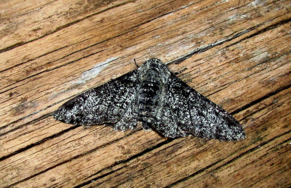 Biston betularia - szürkepettyes araszoló