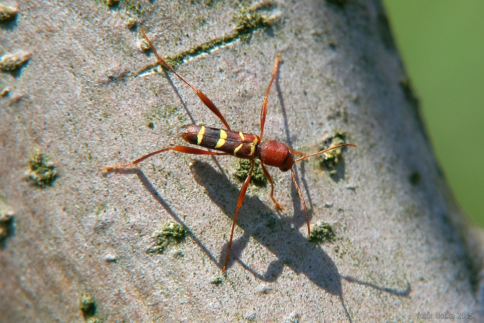 Neoclytus acuminatus - amerikai darázscincér