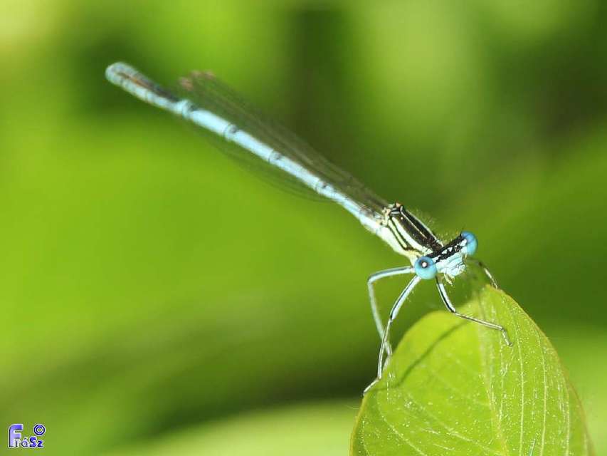 Platycnemis pennipes - széleslábú szitakötő
