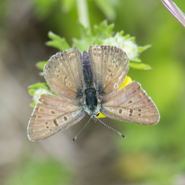 Lycaena tityrus - barna tűzlepke