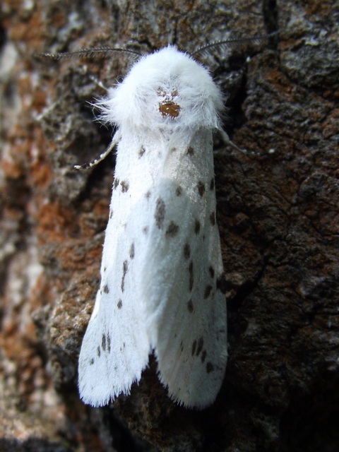Hyphantria cunea - amerikai fehér medvelepke