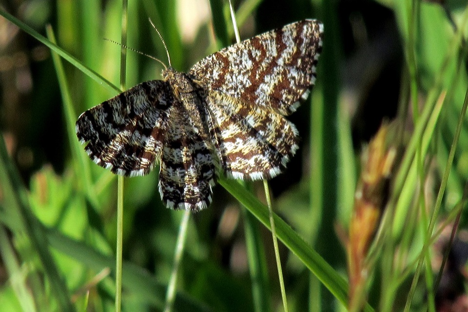 Ematurga atomaria - barna rétiaraszoló