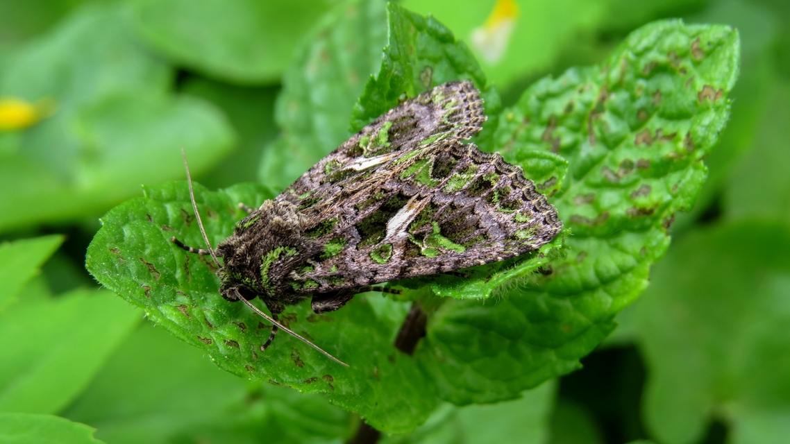 Trachea atriplicis - nyári zöldbagoly