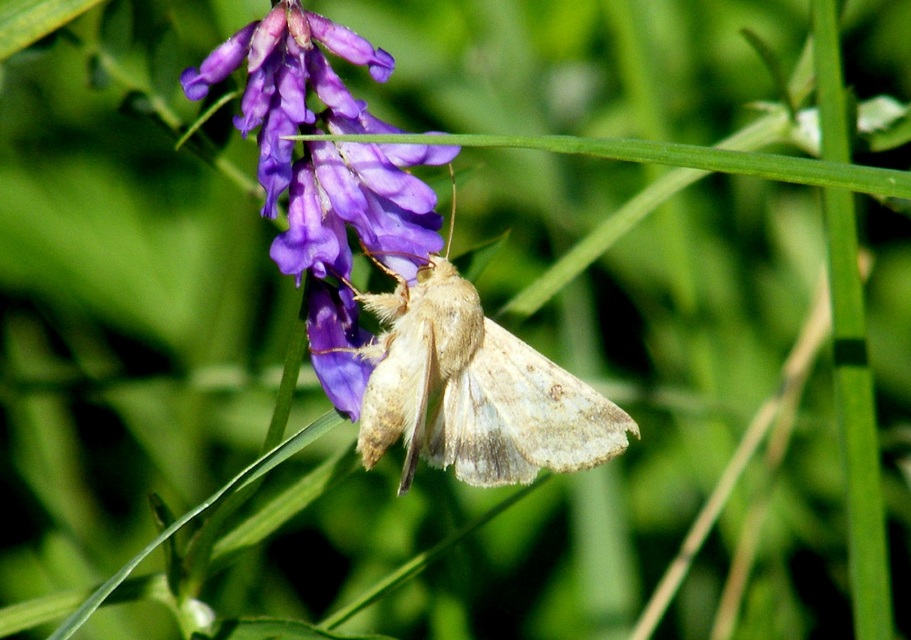 Helicoverpa armigera - kukorica-veteménybagoly