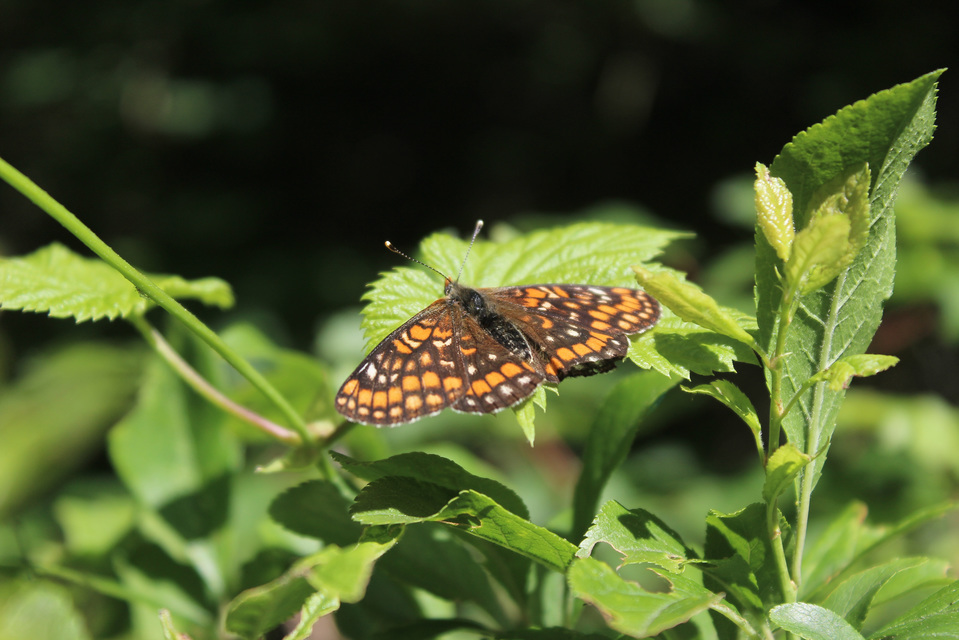 Euphydryas maturna - díszes tarkalepke