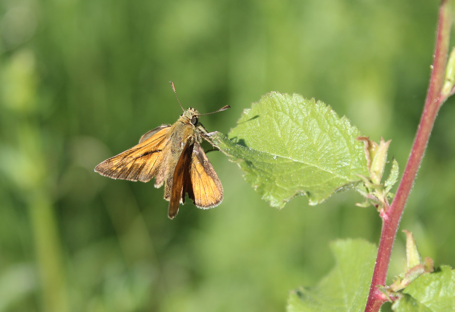 Ochlodes sylvanus - erdei busalepke