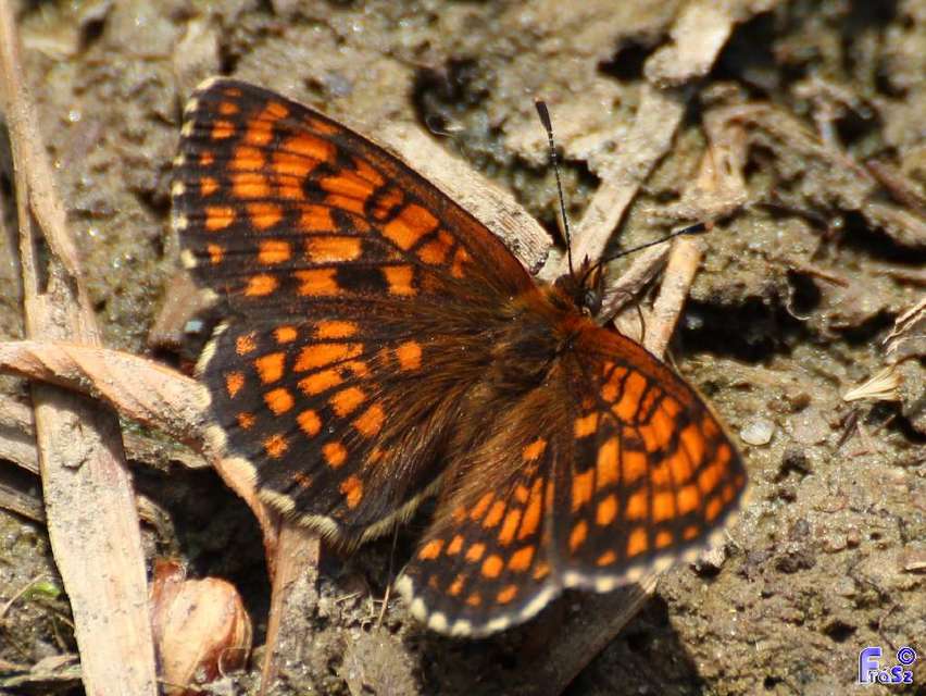 Melitaea athalia - közönséges tarkalepke