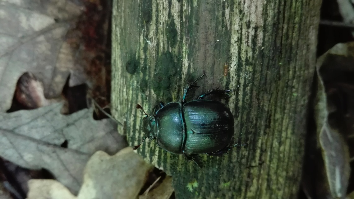 Anoplotrupes stercorosus - erdei álganéjtúró