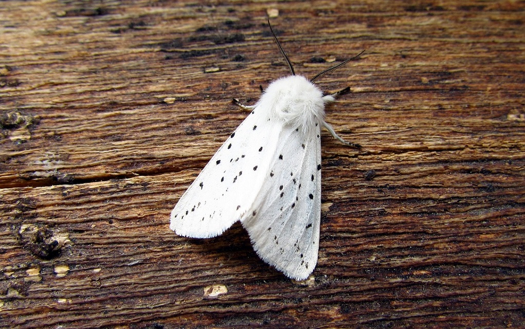 Spilosoma lubricipedum - tejszínű medvelepke