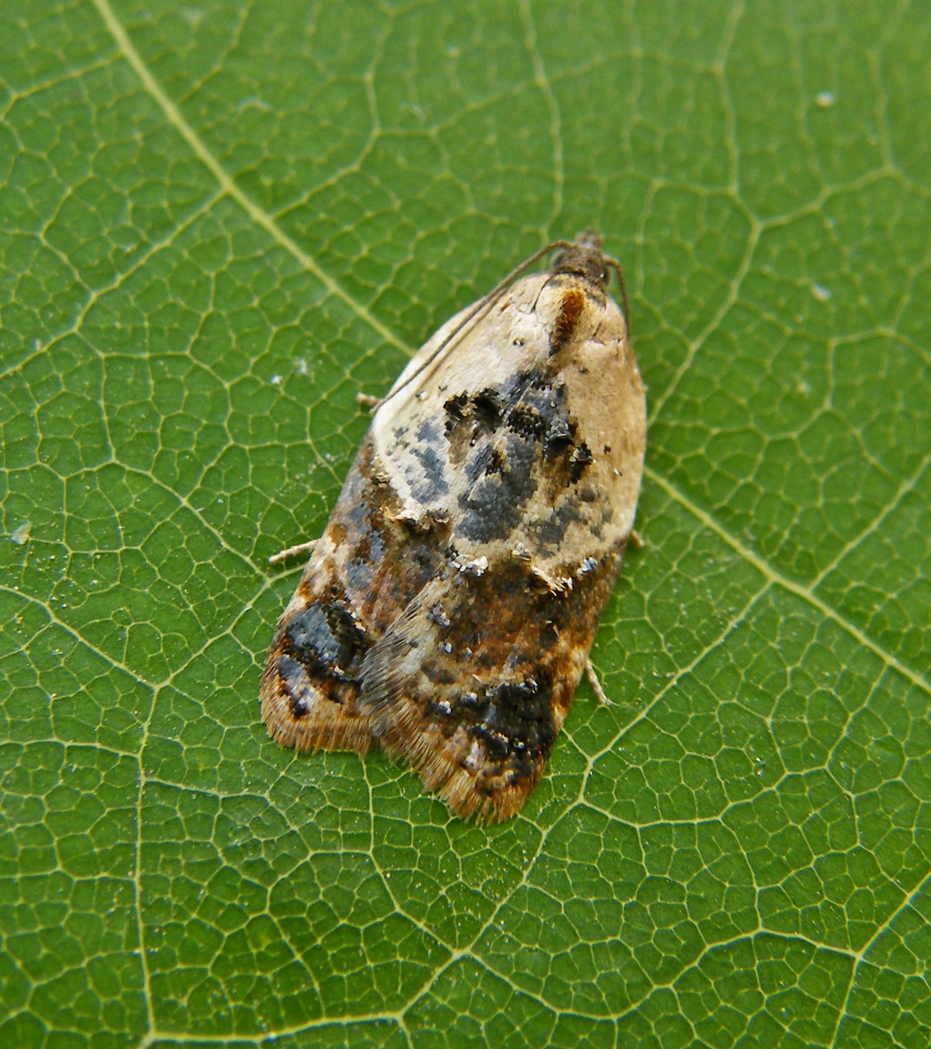 Acleris variegana - tarka levélmoly