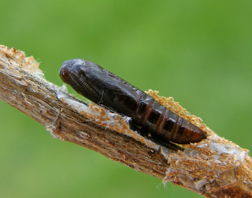 Colobochyla salicalis - háromsávos törpebagoly