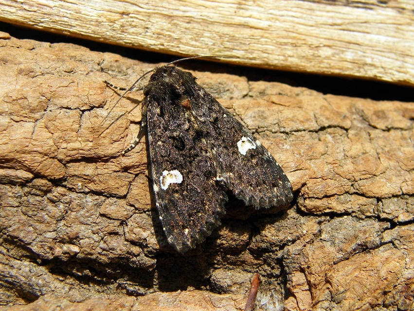 Melanchra persicariae - fehérfoltos kertibagoly