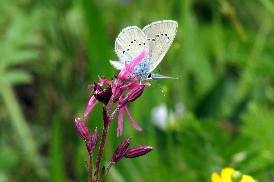 Cyaniris semiargus - aprószemes boglárka