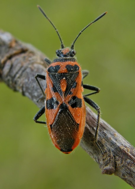 Corizus hyoscyami - piros karimáspoloska