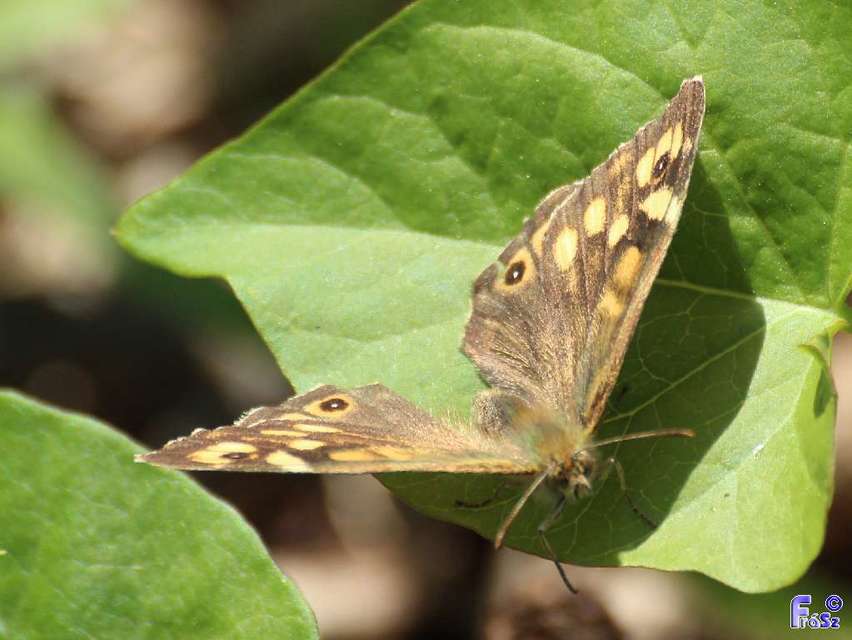 Pararge aegeria tircis - erdei szemeslepke
