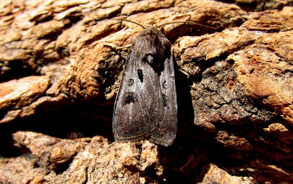 Agrotis exclamationis - felkiáltójeles földibagoly