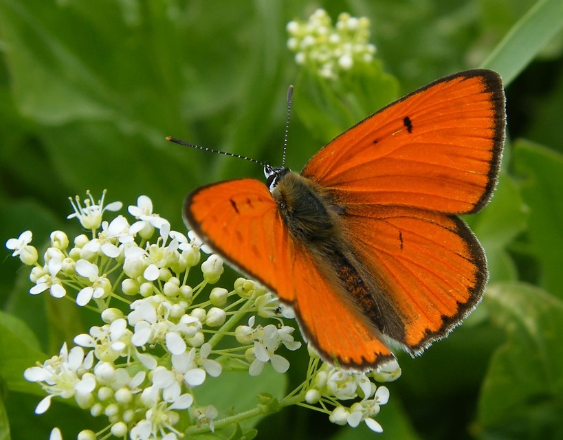 Lycaena dispar rutilus - nagy tűzlepke