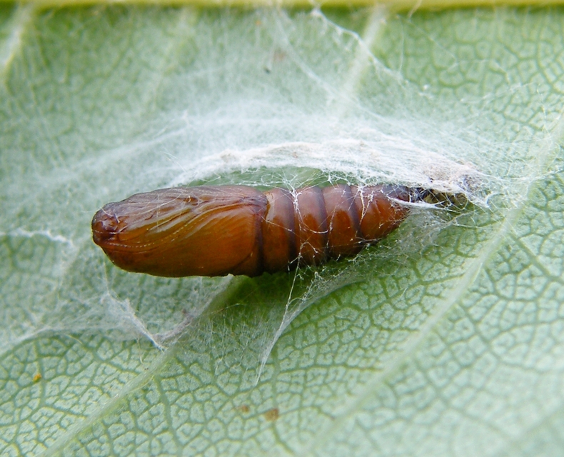 Argyrotaenia ljungiana - ékes sodrómoly