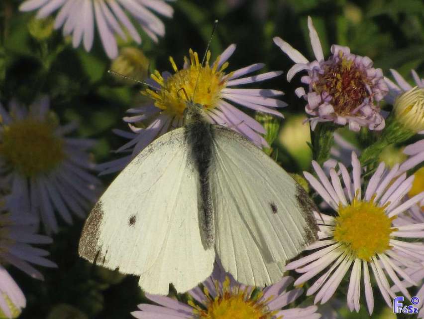 Pieris rapae - répalepke