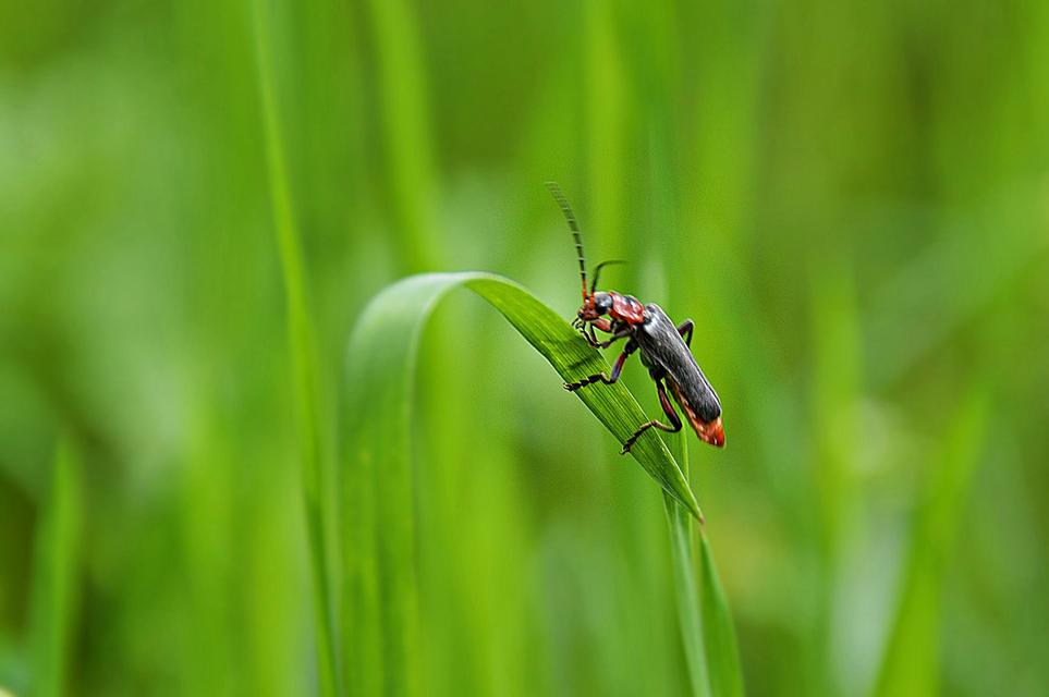 Cantharis rustica - suszterbogár