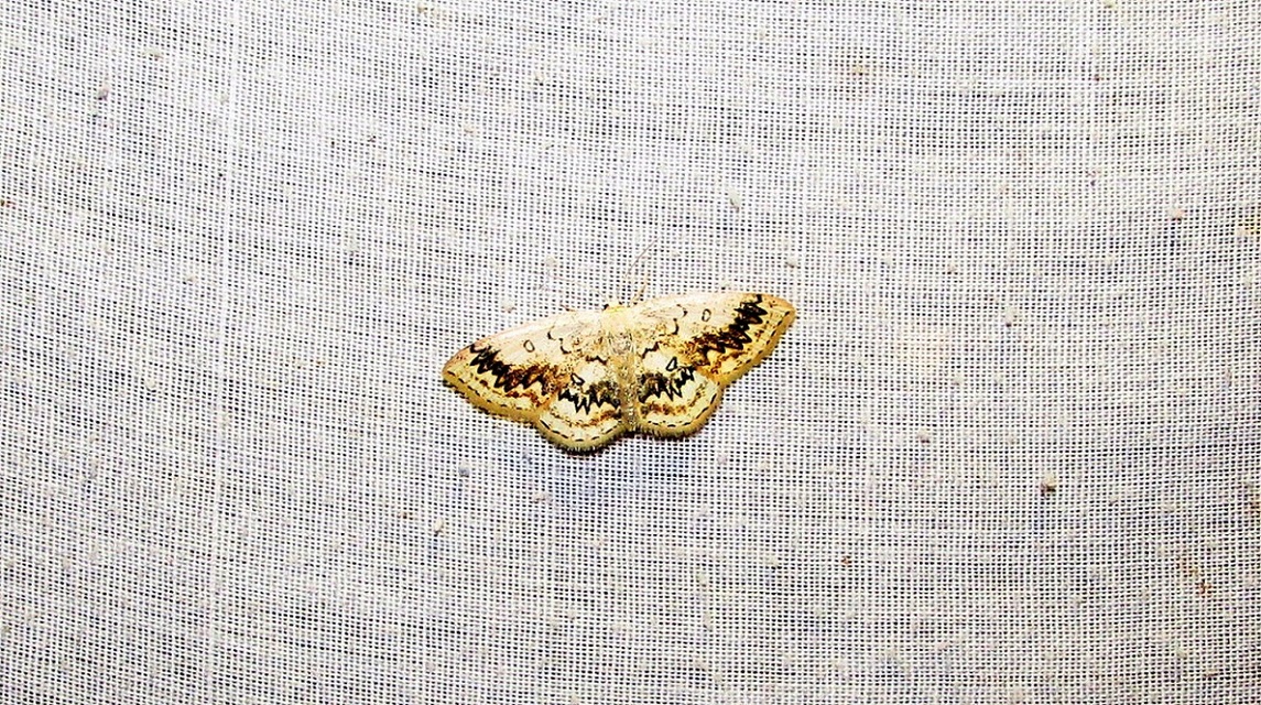 Cyclophora annularia - gyűrűs pettyesaraszoló