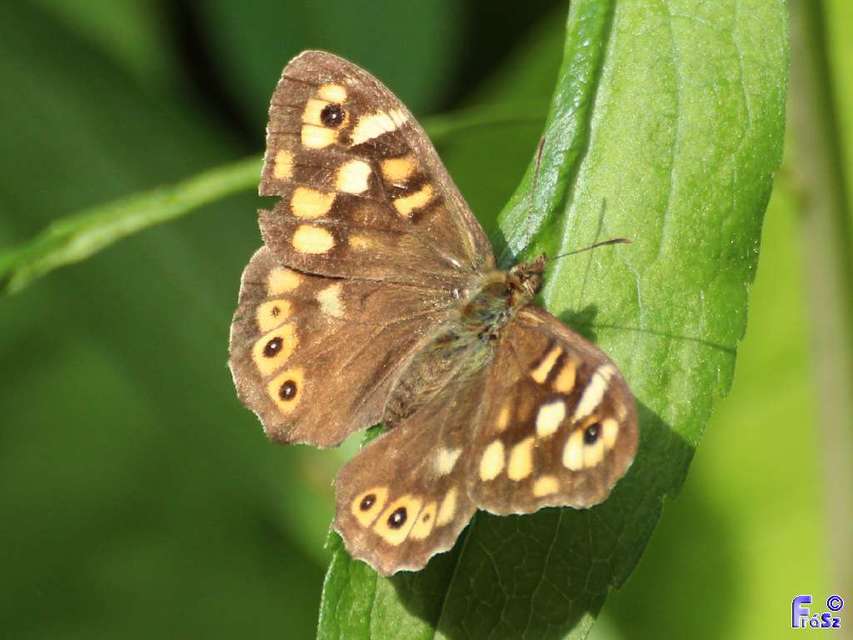 Pararge aegeria tircis - erdei szemeslepke
